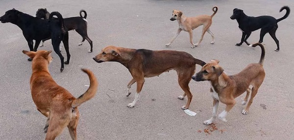 The common people are living under the shadow of the increasing terror of stray dogs.